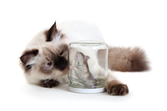 Can this cat open a tempting jar?